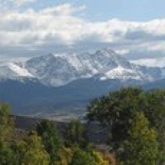 a tree with a mountain in the background