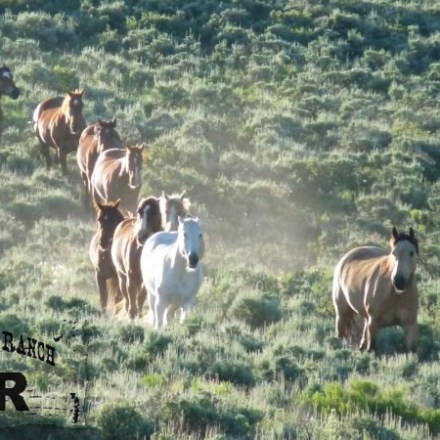 a herd of cattle standing on top of a grass covered field