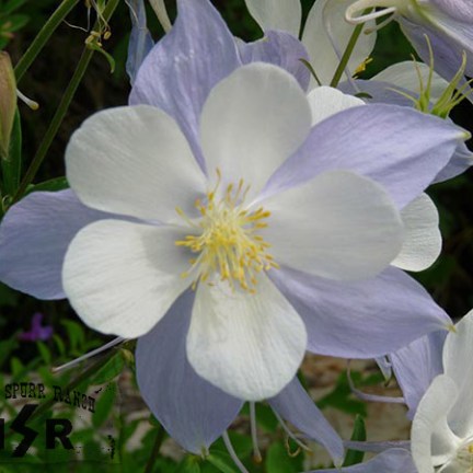 a vase filled with purple flowers