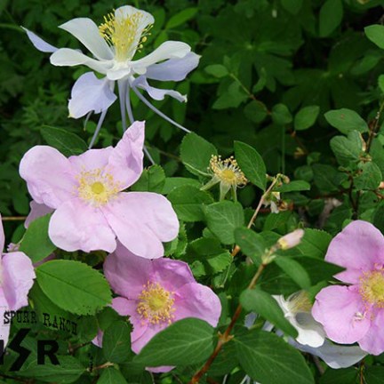 a pink flower on a plant
