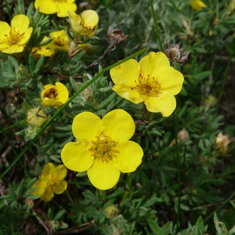 a close up of a flower