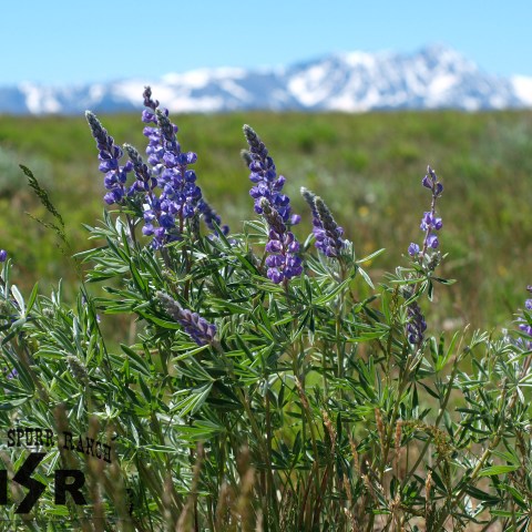 a close up of a flower