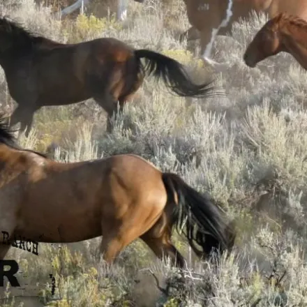 a brown horse standing on top of a grass covered field