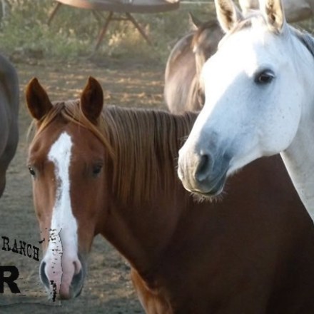 a close up of a horse