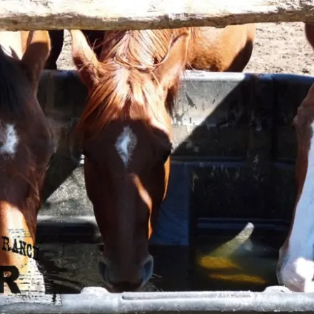 a close up of a brown horse standing next to a fence