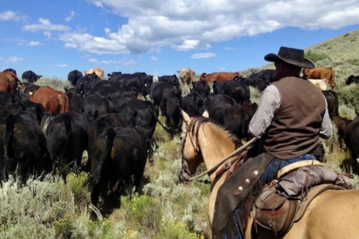 a herd of cattle walking across a grass covered field