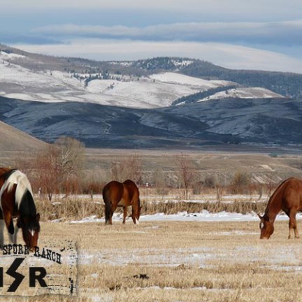 a group of cattle grazing on a dry grass field