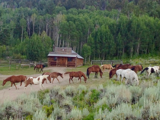 a group of cattle grazing on a lush green field