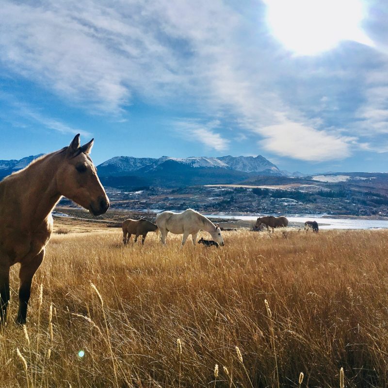 a brown horse standing on top of a grass covered field