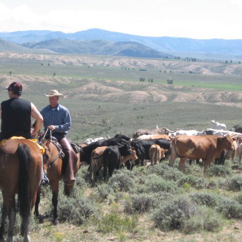 a herd of cattle standing on top of a mountain