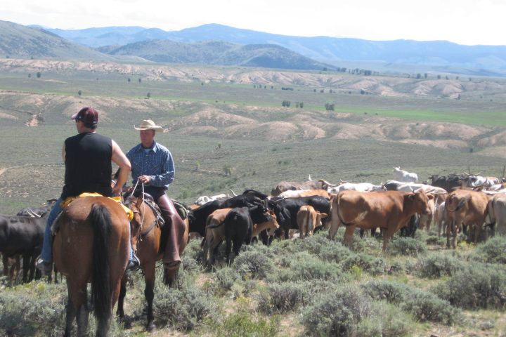a herd of cattle standing on top of a mountain