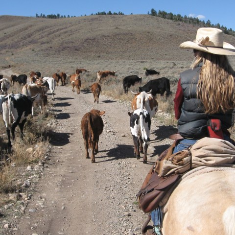 a group of people riding on the back of a horse