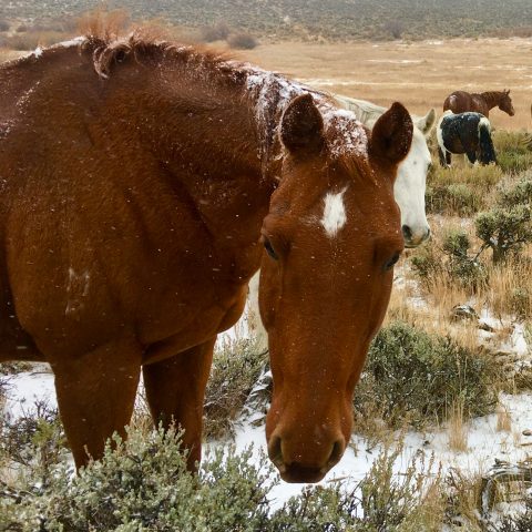a herd of cattle standing on top of a field