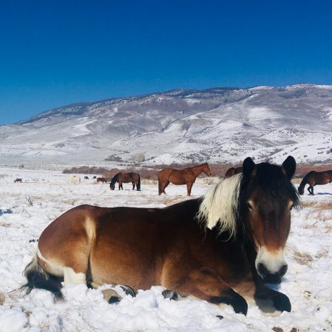 a brown horse standing on top of a snow covered mountain