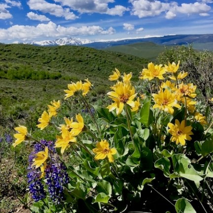 a close up of a flower