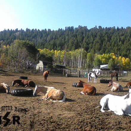 a herd of cattle standing on top of a field