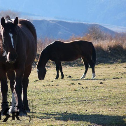 a brown horse grazing in a field with a mountain in the background