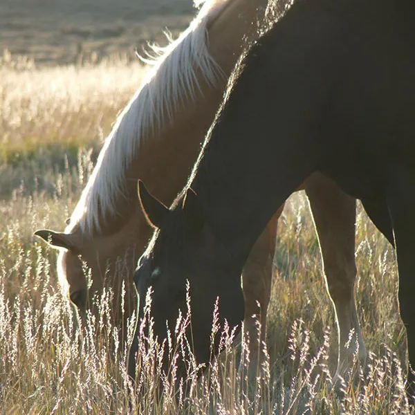 a brown horse standing on top of a grass covered field