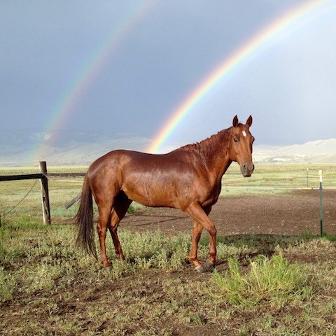 a brown horse standing in a field with a rainbow in the background
