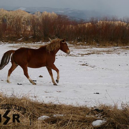 a brown horse standing on top of a grass covered field