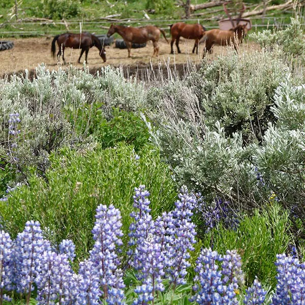a herd of cattle grazing on a lush green field