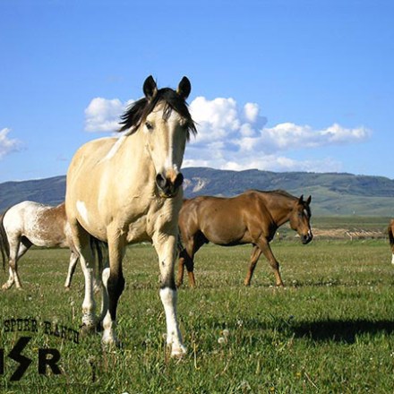 a group of cattle standing on top of a lush green field