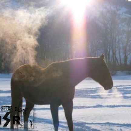 a horse is standing in the snow