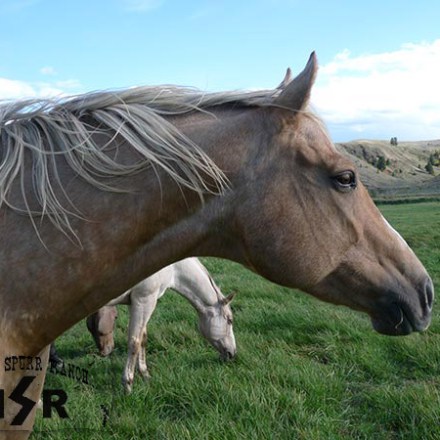 a brown horse standing on top of a grass covered field