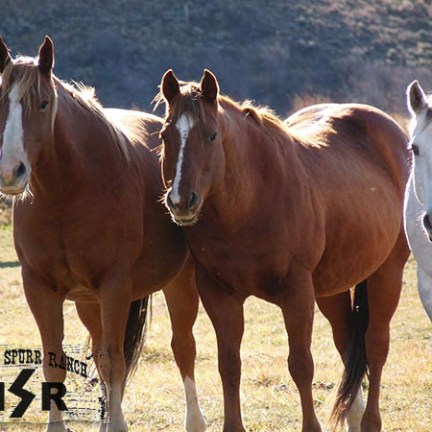 a couple of brown horses standing next to a horse