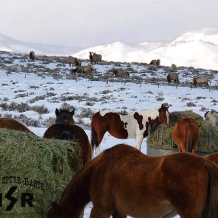 a herd of cattle standing on top of a snow covered field