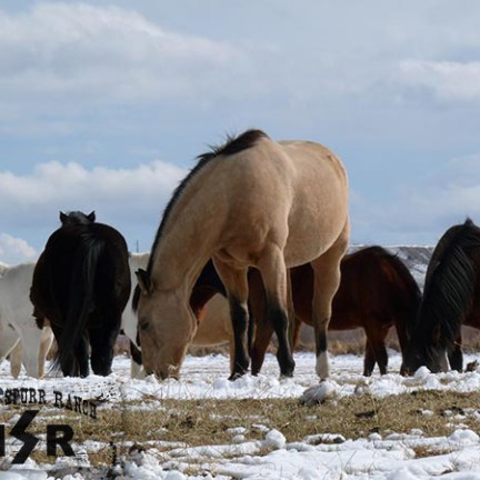 a herd of elephants standing on top of a snow covered field