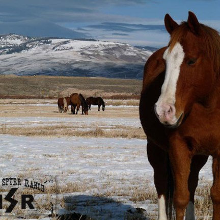 a brown horse standing on top of a sandy beach