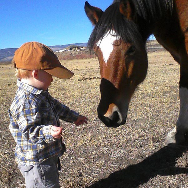 a child petting a horse