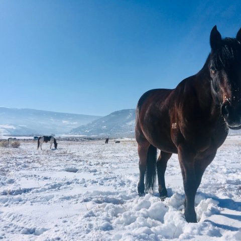 a brown horse standing on top of a snow covered field