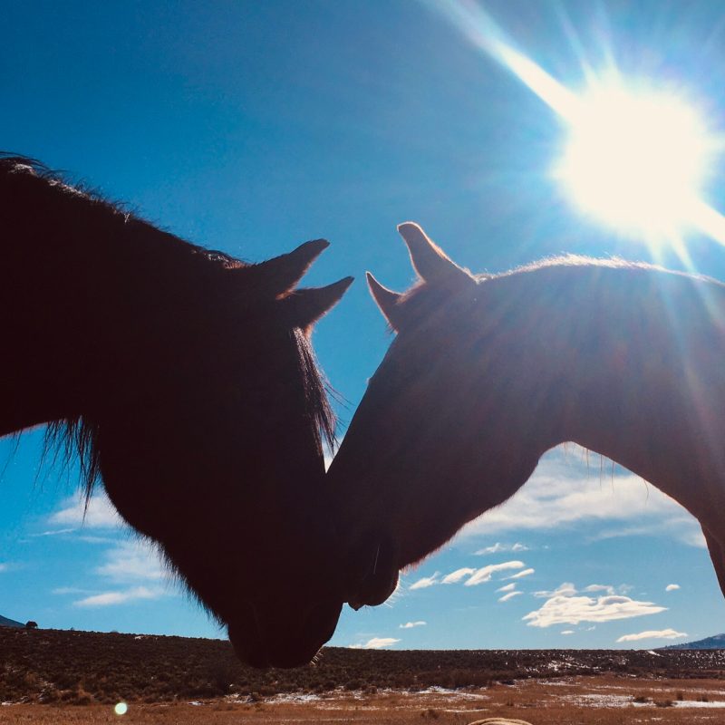 a horse is standing in the dark