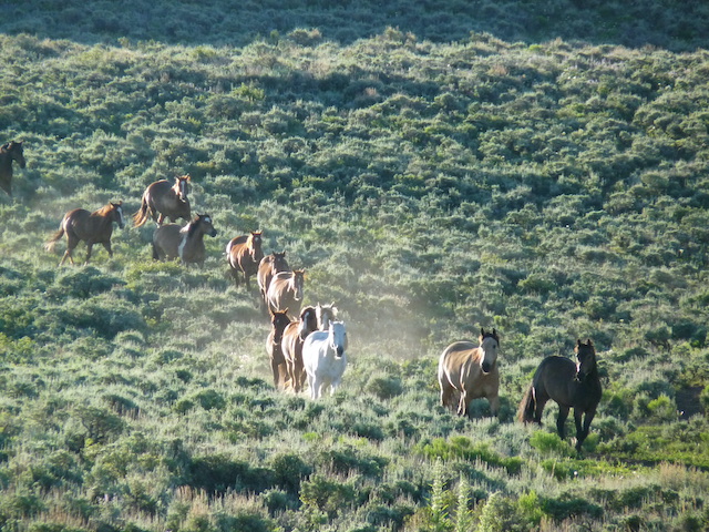 a herd of cattle grazing on a lush green field