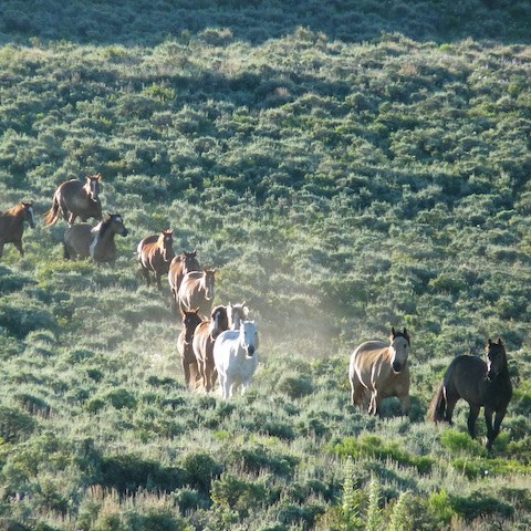 a herd of cattle grazing on a lush green field