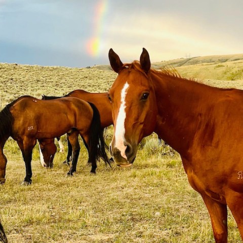 a group of cattle standing on top of a grass covered field