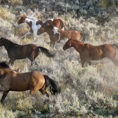 a herd of horses standing on top of a grass covered field