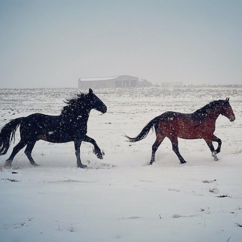 a horse walking across a beach next to the ocean