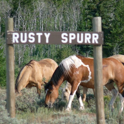 a brown horse grazing in a field
