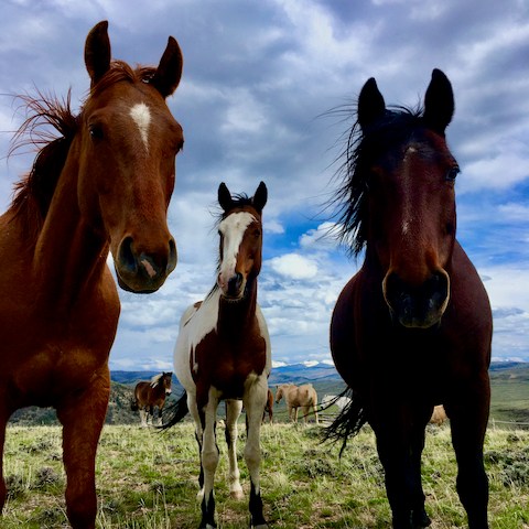 a brown horse standing in a grassy field