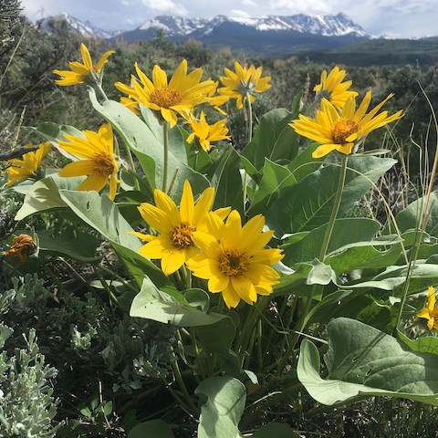 A vibrant patch of Colorado wildflowers blooming against the backdrop of the majestic snowy mountains.