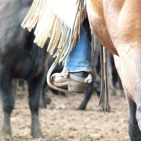 a close up of a horse