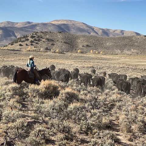 a herd of cattle standing on top of a dry grass field