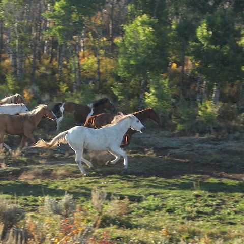a herd of cattle standing on top of a lush green field
