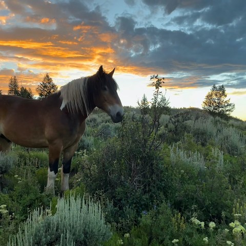 a brown horse standing on top of a grass covered field