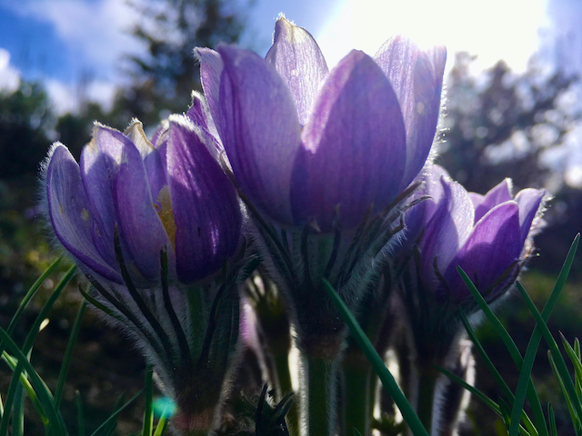 The first flower of spring in Colorado is the pasqueflower or wild crocus, which has a fuzzy stem to protect it from frost.