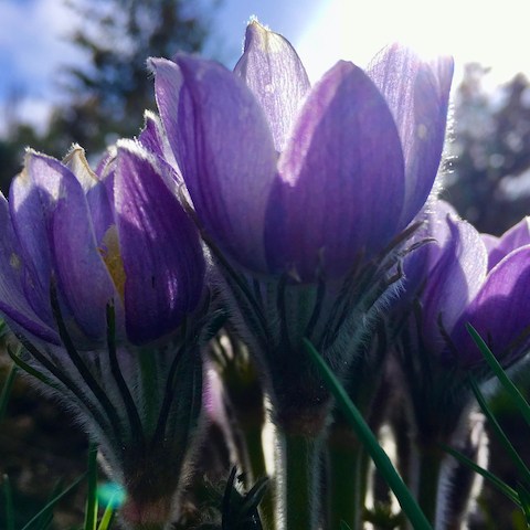 The first flower of spring in Colorado is the pasqueflower or wild crocus, which has a fuzzy stem to protect it from frost.