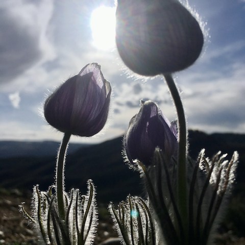 a close up of a plant